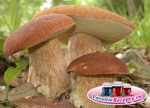 грибы в природе
